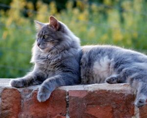 what is the history of the Longhair Cat? The American Longhair cat is a relatively young breed that is rapidly gaining popularity in Europe and America. These animals appeared when a group of breeders wanted to create a breed with the eyes of Persian cats and the appearance of an American shorthair, but everything turned out completely different. The American Longhair received wool, which in length is a cross between the American Shorthair and the Persian, a slenderer physique, and, in fact, everything. Except for the fact that some individuals have not long, but long hair, while others, due to the recessive gene responsible for the length of the hair, have completely short hair. That is, cats of this breed are born in three variations out of three possible - long-haired, half-long-haired, and short-haired. At first, they wanted to call the breed "Silvery Longhair", but again everything went wrong, as the breeders had planned, an unthinkable number of flowers and their combinations appeared, and the cats were called American Longhair. Breeders tried to add other cats to the breeding program in order to develop the breed and give it the desired qualities. For this, British Shorthair, Burmese, and Russian Shorthair were taken, although, in the end, then all the same they had to be crossbred with Persians to increase the length of the coat. The breeders of Persian cats at first showed their disapproval of the new breeding program, and the appearance of a breed of cats, which (in their opinion) cannot be called independent. Despite this, the American longhair cat is already registered in many international registries and quickly wins not only the hearts of the teleological community but also the hearts of ordinary cat owners. In order for a cat to be recognized as an American longhair, a pedigree that includes Persians must be clearly traced. what are the breed characteristics of the Longhair Cat? Adaptability ******** Family affection ****** Game activity ***** Intelligence ******** General health ********* Hair loss ********** Child friendly ****** Dog friendliness ******** Love for meow **** what is the breed information of American Longhair Cat? what is the country of American Longhair Cat? what price of American Longhair Cat? Country of origin USA Life span 12-16 years old The size medium-large Weight Males: 7-8 kg, Cats: 4-6 kg Type of wool long-haired Color any colors except point and ticked Lifestyle outdoor / indoor Group longhair Price / Cost 1000$ American Longhair Cat | how to take care of American Longhair Cat? | how is the personality of the American Longhair Cat? | what price of American Longhair Cat? what is the description of the Domestic Longhair Cat? These cats are a great choice for anyone looking for a gentle and kind companion. Despite the fact that they are strongly attached to their owners, these animals may well remain alone at home if you go to work. They get along well with dogs and other pets, the exception of maybe birds, and that is not always the case. The American Longhair has a muscular physique, a wedge-shaped muzzle of the correct form, and medium-sized ears. The tail is slightly longer than average, fluffy, legs of medium length. Life expectancy is about 15 years or longer. What is the personality of the domestic longhair cat? American Longhair is a very kind and cute cat with a beautiful character. Despite the fact that their pedigree contains the blood of Persian cats, in their temperament, they are completely different from them. These pets are strongly attached to their family, have great friendliness, and give their affection to each of their beloved people. They do not specifically identify someone as their master if they live in a family. However, they feel great with a lonely owner, making his life more interesting. The American long-haired cat is a clever animal, it understands people well, understands their internal state and mood, it is not weak-tempered and not forgotten. But if it is harmed, especially if it is unreasonable and unjust, the cat becomes more reserved, timid, and begins to shy away from close contact with people. However, this is easy to understand - a person in place of a cat would react in much the same way. American Longhair is wonderful for children, and in general, it is not an aggressive animal, with a good tendency to be patient, and soft. These four-legged friends have a high level of energy, but, like all cats, sometimes they like to just sleep on a soft sofa. You need to provide your pet with games, toys, and you just need to spend time together, especially since this breed is always happy about this. This breed does not often give a voice, and more likes to remain silent, although this is not an absolute rule. It gets along well with other animals. what are the common diseases in domestic longhair cats? American Longhair is a healthy breed, without any significant inherited diseases. Nevertheless, you need to monitor the nutrition and living conditions of your pet, as even the best health can be undermined. how to take care of the longhair cat? An American longhair cat with long or semi-long hair requires regular brushing, at least once a week. You also need to clean your eye's daily deposits and monitor the cleanliness of the ears. Claws are trimmed about once a week, bathe a cat as needed.American Longhair Cat | how to take care of American Longhair Cat? | how is the personality of the American Longhair Cat? | what price of American Longhair Cat?