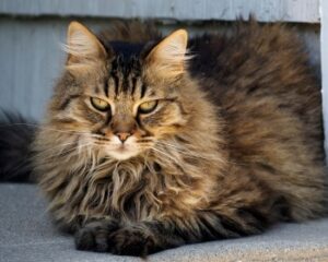 Domestic Longhair Cat, Price, Personality, and Care.