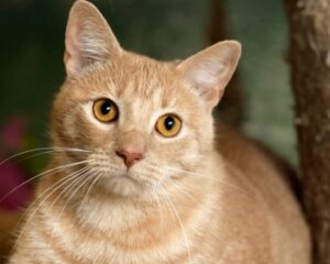 Tabby Cat, Price, Personality, Description, and Care.