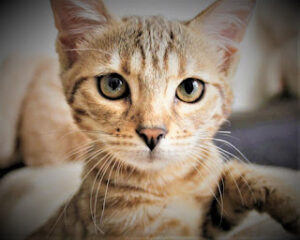 Chausie Cat The Exotic Hybrid with Wild Charm
