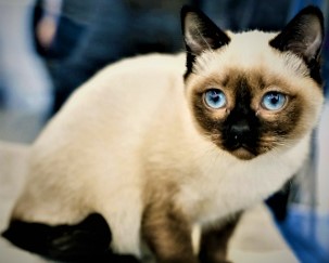 Toybob Cat price, personality, health, breeding, description and care.