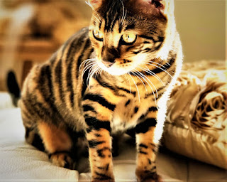 Toyger Cat