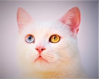 Turkish Angora Cat, price, health, breeders, personality, description and care.