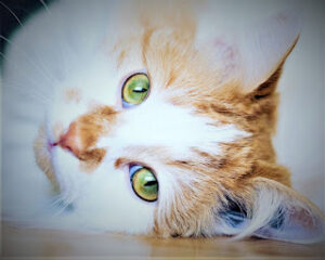 Turkish van, turkish cat, price, health, breeding, personality, description and care.