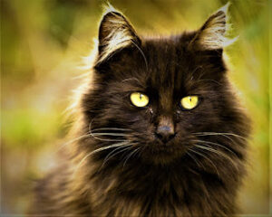 Chantilly Tiffany Cat The Rare, Affectionate Gem of the Feline World
