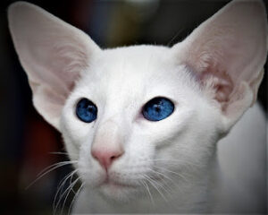 Foreign White Cat