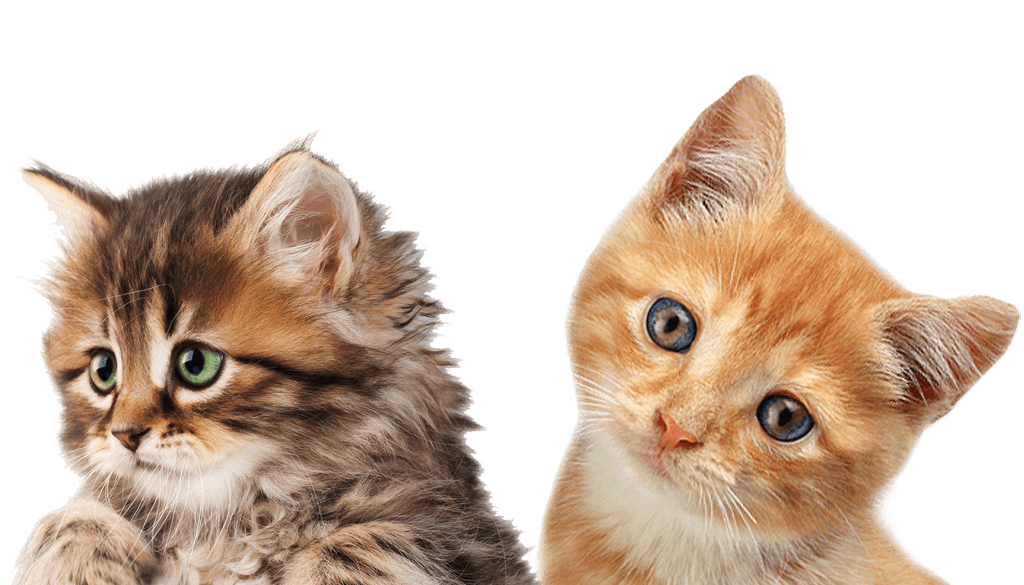 Petcati