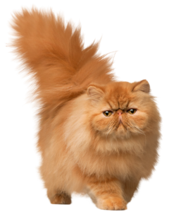 Furry Friend | Cuet Cat Breeds | Cute Cats Perfect Shop