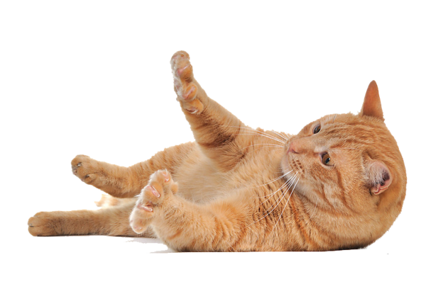 Petcati