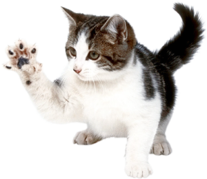 Petcati Shop About Me