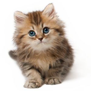 Petcati