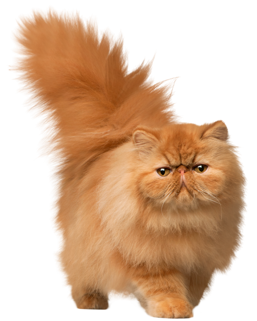 Furry Friend | Cuet Cat Breeds | Cute Cats Perfect Shop