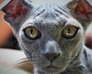 Elf Cat The Enigmatic and Elegant Feline Breed