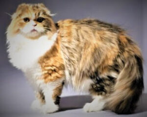 Highland Fold Cat