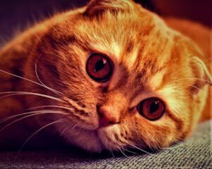 The Scottish Fold Cat A Charming and Unique Feline Companion