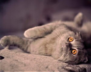 Scottish Fold Cat