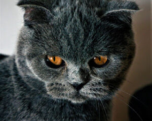 Scottish Fold Cat