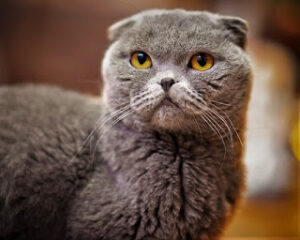 Scottish Fold Cat