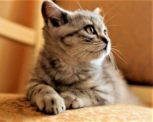 The Scottish Straight Cat A Charming Cousin of the Scottish Fold