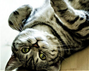 The Scottish Straight Cat A Charming Cousin of the Scottish Fold
