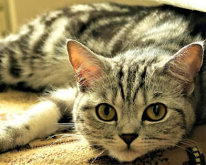 The Scottish Straight Cat A Charming Cousin of the Scottish Fold
