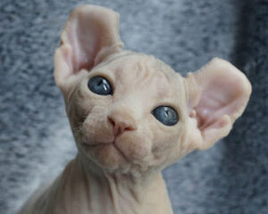 Elf Cat The Enigmatic and Elegant Feline Breed