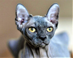 Elf Cat The Enigmatic and Elegant Feline Breed