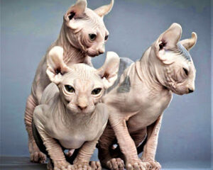 Elf Cat The Enigmatic and Elegant Feline Breed