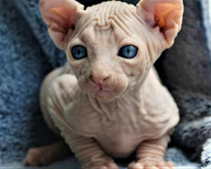 Elf Cat The Enigmatic and Elegant Feline Breed