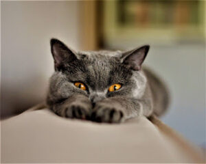 The Chartreux Cat A Rare and Enigmatic Feline Companion
