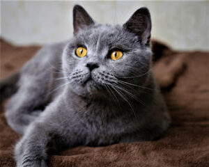 The Chartreux Cat A Rare and Enigmatic Feline Companion